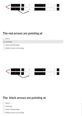 A
C
U
Sisters
Sisters
Homologs
Sisters and Homologs
Neither sisters nor homologs
The red arrows are pointing at
U
A
A
Homologs
Sisters and Homologs
Neither sisters nor homologs
The black arrows are pointing at
O
O
O
P
P
P
U
U
U