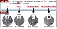 METHOD Expose lettuce seeds to alternate periods of red light R for 1 minute and
far-red light FR for 4 minutes.
R
RFR
***
RFR RFR RFR R RFR RFR RFR RFR
RESULTS
A
B
C
D
Most germinate Few germinate
Most germinate
Few germinate