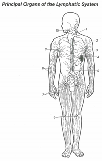 Answered: Principal Organs of the Lymphatic… | bartleby