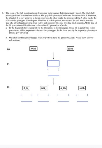 5. The color of the hull in oat seeds are determined by two genes that independently assort. The black hull
phenotype is due to a dominant allele A. The grey hull phenotype is due to a dominant allele B. However,
the effect of B is only apparent in the aa genotypes. In other words, the presence of the A allele masks the
effect of the genotypes in the B gene. If neither A or B is present, the color of the hull would be white.
You take a true breeding white strain (aabb) and cross it with a true breeding black strain (AABB). You let
the F1 generation self-fertilize and collected the F2 generation of seeds.
a. In the diagram below, please fill out the blue areas. In the rectangles, please fill in genotypes. In the
parentheses, fill in proportions of respective genotypes. In the lines, specify the respective phenotypes
(black, grey or white)..
b. Out of all the black hulled seeds, what proportions have the genotype AaBb? Please show all
calculations..
your
PO
F1
F2
(
A_B_
AABB
(
aaB
(
)
(
A_bb
aabb
)
aabb