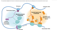 The model illustrates the formation of condensates during transcription, highlighting two main types: the Dynamic Promoter Condensate and the Transient Gene-Body Condensate.

**Dynamic Promoter Condensate:**
- **Enhancer:** A DNA sequence that facilitates the transcription of a particular gene.
- **Transcription Factor:** Proteins that bind to specific DNA sequences, controlling the rate of transcription.
- **Initiation Factors and Co-activators:** Assist in the assembly of the transcription machinery at the gene promoter.
- **Pol II (RNA Polymerase II):** An enzyme involved in transcribing DNA into messenger RNA.
- **Promoter:** A region of DNA where transcription of a gene is initiated.

The Dynamic Promoter Condensate is formed by the interaction of RNA Polymerase II, transcription factors, initiation factors, and co-activators at the promoter region, facilitated by the enhancer.

**Transient Gene-Body Condensate:**
- **Elongation and RNA Processing Factors:** These assist in the elongation phase during transcription and the processing of RNA.
- **P (Phosphorylation):** Represents the addition of a phosphate group, which is a crucial regulatory mechanism for transcription.

This figure shows an active transcription process where the transient gene-body condensate facilitates transcription elongation, aided by elongation and RNA processing factors and marked by phosphorylation.

Overall, this model explains how condensates form during transcription to facilitate gene expression and processing, with each type playing a distinct role in the transcription process.