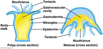 Answered: Observe the body structure of the… | bartleby