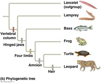 Answered: Lampreys are jawless fish. Which… | bartleby