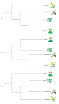 The image displays three phylogenetic trees, each representing evolutionary relationships among four groups of plants: Angiosperms, Gymnosperms, Ferns, and Mosses. Here's a breakdown of each tree from top to bottom:

1. **First Tree:**
   - Angiosperms are separate from the other groups.
   - Gymnosperms and Ferns are closer to each other.
   - Ferns and Mosses are together on one branch.

2. **Second Tree:**
   - Mosses are separate from the other groups.
   - Ferns are closest to Gymnosperms and Angiosperms share a branch.

3. **Third Tree:**
   - Mosses are separate.
   - Ferns share a branch with Gymnosperms and Angiosperms.
   - Gymnosperms and Angiosperms share a closer relationship.

Each tree has an option button to select the arrangement that best represents plant evolution, indicating user interaction is possible, such as choosing the most accurate evolutionary pathway. This setup is useful for educational purposes, fostering understanding of plant evolutionary history.