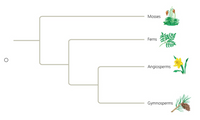 This image depicts a phylogenetic tree representing plant evolution. 

- **Mosses**: Illustrated at the top, mosses are non-vascular plants that are among the most primitive forms of plant life. They are depicted with simple, small green structures, indicating their lack of complex systems for nutrient and water transport.

- **Ferns**: Positioned below mosses, ferns are vascular plants, showcasing more complex structures than mosses with their characteristic fronds. They represent an evolutionary advancement with vascular tissues.

- **Gymnosperms**: These are depicted toward the bottom, showing plants like conifers. Gymnosperms are seed-producing plants that do not form flowers or fruit. The illustration includes a pine branch with cones, highlighting their mode of reproduction.

- **Angiosperms**: The illustration of flowering plants, positioned next to gymnosperms, represents the most complex and diverse group of plants. The diagram includes a flower, emphasizing their defining characteristic of seed development inside an ovary, which matures into fruit.

The branching structure of the tree indicates evolutionary relationships, with common ancestors at the branches' intersection. Each branch represents a significant evolutionary divergence in plant history.