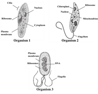 Cilia
Riboso
Chloreplast
Nucleus
Nucleus
Ribosome
Mitochondrion
Cytoplas
Plasma
membrane
Flagellum
Organism 2
Plasma
membrane
Ribosomes
