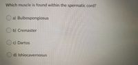 Which muscle is found within the spermatic cord?
Oa) Bulbospongiosus
b) Cremaster
OC) Dartos
O d) Ishiocavernosus
