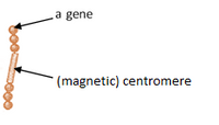 La gene
(magnetic) centromere
