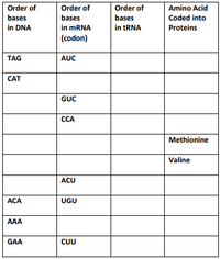Order of
Order of
Order of
Amino Acid
bases
bases
bases
Coded into
in mRNA
(codon)
in DNA
in tRNA
Proteins
TAG
AUC
CAT
GUC
ССА
Methionine
Valine
ACU
ACA
UGU
AAA
GAA
CUU
