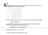 1)
The phylogenetiç tree of anole lizard species, below, was produced from both molecular and
morphological data. Answer the questions that follow.
A distichus
A straulus
A evemanni
A pulchellus
A krug
A gundlachi
A cristatollua (PR
A cristatellus (FL)
A sagrel
A lineatopus
A valencienni
A grahami
a. Which kind of DNA would have been most useful for generating a phylogeny of these taxa?
mtDNA -or- RNA gene?
b. Which kind of homologous genes would have been most useful for determining the
evolutionary relationships among these different species?
paralogous genes -or- orthologous genes
c. Briefly explain the reason for your answer to "c".
d. In which three taxa are the relationships still unclear?
www
