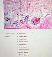 Answered: Selected Answer: D. Hypodermis Answers:… 