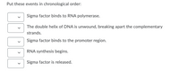 Put these events in chronological order:
Sigma factor binds to RNA polymerase.
The double helix of DNA is unwound, breaking apart the complementary
strands.
Sigma factor binds to the promoter region.
RNA synthesis begins.
Sigma factor is released.
>
>
