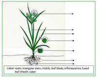 Answered: Label: roots, triangular stem, midrib,… | bartleby