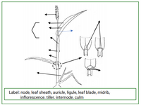 Label: node, leaf sheath, auricle, ligule, leaf blade, midrib,
inflorescence. tiller. internode. culm
