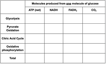 Answered: Glycolysis Pyruvate Oxidation Citric… | bartleby