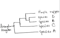 The image is a phylogenetic tree diagram illustrating the evolutionary relationships among species within the animal kingdom. The tree begins with a single branch labeled "Animal Kingdom" and divides into multiple branches representing different species. The branches split as follows:

1. **Branch 1:** Pimpla rufipes
2. **Branch 2:** Species D
3. **Branch 3:** Species B
4. **Branch 4:** Species C
5. **Branch 5:** Species A

The diagram shows a hierarchical structure, indicating how species are related through common ancestors, with Pimpla rufipes and other species differentiating from a common point. This tree helps understand evolutionary pathways and the diversity of life forms emerging from shared lineages.