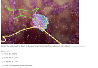 When the spliceosome binds to the primary transcript shown above, it can attach
Select one:
O a. to the exons
O b. to the 5' UTR
O c. to the 3' UTR
O d. at certain sites along an intron
