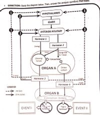 DIRECTION: Study the diagram below. Then, answer the analysis questions that follow.
3
HYPOTHALAMUS
GNRH
1)
2.
ANTERIOR PITUITARY )
Hormone 1
Hormone 2
(rising)
(low)
(surge due
to • loop)
Growing
Follicie
"OVULATION"
ORGAN A
Corpus
Luteum
(rising)
Lthish)
Hormone 3
(high)
(high)
Hormone 4
LEGEND
Inhibits
---
ORGAN B
Stimulates
Endometrium thickens
"E is not
fertilized"
"Egg is
fertilized"
EVENTI
EVENT II
3.
---
