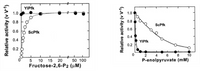 ### Enzyme Activity: Effect of Fructose-2,6-P2 and P-enolpyruvate

#### Graph 1: Effect of Fructose-2,6-P2 on Enzyme Activity

The graph on the left illustrates the relationship between relative enzyme activity (v/V-1) and concentrations of Fructose-2,6-P2 (µM). It compares two different enzymes: YlPfk (represented by closed circles) and ScPfk (represented by open circles).

- **X-axis (horizontal)**: Fructose-2,6-P₂ concentration in micromolars (µM)
- **Y-axis (vertical)**: Relative activity of the enzyme (v/V-1)
  
**Key Observations**:
1. **YlPfk** shows a consistent relative activity near 1.0 across all concentrations of Fructose-2,6-P₂.
2. **ScPfk**, on the other hand, demonstrates increasing relative activity as Fructose-2,6-P₂ concentration increases, plateauing around a relative activity of 1.0 at approximately 50 µM.

#### Graph 2: Effect of P-enolpyruvate on Enzyme Activity

The graph on the right shows the effect of varying concentrations of P-enolpyruvate (mM) on the relative activity (v/V-1) of two different enzymes: YlPfk (represented by closed circles) and ScPfk (represented by open circles).

- **X-axis (horizontal)**: P-enolpyruvate concentration in millimolars (mM)
- **Y-axis (vertical)**: Relative activity of the enzyme (v/V-1)
  
**Key Observations**:
1. **ScPfk** exhibits a gradual decline in relative activity as P-enolpyruvate concentration increases, dropping from 1.0 to about 0.2 as the concentration approaches 10 mM.
2. **YlPfk** shows a steep decline in relative activity at low concentrations, with activity near 0.1 at around 1-2 mM and staying low as the concentration increases.

### Conclusion

These graphs collectively reveal that:
- **YlPfk** maintains high activity regardless of Fructose-2,6-P₂ levels but is highly sensitive to low levels of P-enolpyruvate.
- **ScPfk