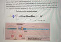 You are doing a genetic engineering experiment. You use restrictions enzymes to cut the regulatory
sequences from the lac operon and replace them with the regulatory sequences of the trp operon.
Specifically, you will eliminate everything upstream of the beginning of lacZ and replace them with
the trp sequences upstream of the beginning of trpE, including trpR. Now, describe the regulation of
your ñew constructed gene. What will you do to get expression of the three lac genes?
The lac Operon and its Control Elements
lacl
CAP P
lacz
lacY
lacA
genes
5
DNA
binding
site
3
AUG
AUG
AUG
messenger RNA
RNA polymerase blocked from
transcribing trp operon
Regulatory gene
trp operon
T
PR
Ptrp
DNA
trpR
trpE
trpD
trpC
trpB
trpA
Repressor bound
to operator
Promoter
5'
trpR-MRNA
R
(a) Tryptophan present, repressor bound to operator, operon repressed.
When complexed with tryptophan, the repressor protein produced by the
trpR gene binds tightly to the trp operator, thereby preventing RNA
polymerase from transcribing the operon genes.
Inactive form
Active form
T
of repressor
of repressor
Tryptophan
