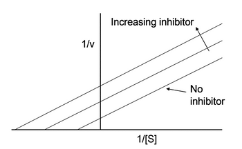 This image is a graphical representation of enzyme kinetics, specifically a Lineweaver-Burk plot, which is used to illustrate the effect of inhibitors on enzymatic reactions.

**Lineweaver-Burk Plot:**

Axes:
- The x-axis is labeled as "1/[S]", where [S] is the substrate concentration.
- The y-axis is labeled as "1/v", where v is the reaction velocity.

Lines:
- Three lines are shown, all of which intersect at a common point on the y-axis but diverge in their slopes.
- The bottom line is labeled as "No inhibitor," indicating that it represents enzyme kinetics without any inhibitors present.
- Two additional lines above the "No inhibitor" line are labeled "Increasing inhibitor," representing the presence of increasing concentrations of an inhibitor in the enzymatic reaction.

Explanation:
- The plot exhibits how the presence of inhibitors affects the enzyme's activity. Without inhibitors, the reaction follows the expected kinetics (as shown by the "No inhibitor" line). 
- With the increasing presence of inhibitors, the slope of the line increases, demonstrating that the reaction rate decreases more significantly as substrate concentration is increased.
- The different lines' intercepts on the y-axis suggest that as the inhibitor concentration increases, the maximum possible reaction rate (\(V_{max}\)) decreases and/or the apparent affinity of the enzyme for the substrate (reflected in \(1/K_M\)) is altered.

This visual tool is essential in understanding how inhibitors influence enzyme kinetics and thus is frequently used in biochemical studies to characterize the type and efficacy of enzyme inhibitors.