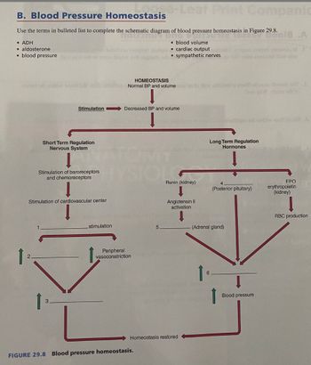 B. Blood Pressure Homeostasis
Use the terms in bulleted list to complete the schematic diagram of blood pressure homeostasis in Figure 29.8.
he schematic diagram
• ADH
• aldosterone
• blood pressure
blood volume
baholabo (aq) soal cardiac output
ni binow ab
sympathetic nerves
HOMEOSTASIS
asmal od niniw boole oil moi nonush Normal BP and volume to law of nidhiw and steam dioome T &
Stimulation
←
Short Term Regulation
Nervous System
Stimulation of baroreceptors
and chemoreceptors
Stimulation of cardiovascular center
ose-Leaf Print Companic
stimulation
Decreased BP and volume
Į
Peripheral
vasoconstriction
FIGURE 29.8 Blood pressure homeostasis.
5
Ronin (kidney)
Angiotensin II
activation
Homeostasis restored
holka sanalligus on nidhiw wolf boold..
Long Term Regulation
Hormones
(Posterior pituitary)
Dobla .A
- (Adrenal gland)
Blood pressure
pol8
ΕΡΟ
erythropoietin
(kidney)
RBC production