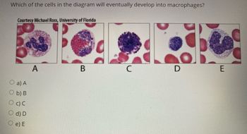 Which of the cells in the diagram will eventually develop into macrophages?
Courtesy Michael Ross, University of Florida
a) A
b) B
c) C
d) D
e) E
A
B
C
D
E