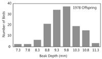 1978 Offspring
30
10
7.3
7.8 8.3
8.8 9.3 9.8 10.3 10.8 11.3
Beak Depth (mm)
40
20
Number of Birds
