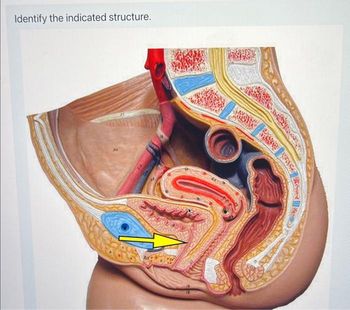 Identify the indicated structure.
08
by