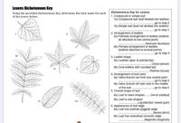 Answered: Leaves Dichotomous Key Using the… | bartleby