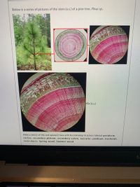 Below is a series of pictures of the stem (x.s.) of a pine tree, Pinus sp.
40x (x.s.)
Make a sketch of 40x and upload it here with the following structures labeled: periderm,
cortex, secondary phloem, secondary xylem, vascular cambium, tracheids,
resin ducts, Spring wood, Summer wood
