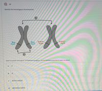 10
Identify the homologous chromosomes
B
XX
brown
eyes
brown
blue
eyes
blue
eyes
eyes
Select an answer and submit. For keyboard navigation, use the up/down arrow keys to select an answer.
a
A
b
B
BOTH A ANDB
NEITHER A NOR B
