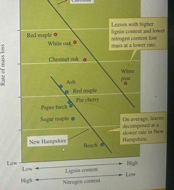 Rate of mass loss
Red maple
White oak
Chestnut oak
Leaves with higher
lignin content and lower
nitrogen content lost
mass at a lower rate.
White
Ash
pine
O
Red maple
Pin cherry
Paper birch
Sugar maple o
New Hampshire
Beech O
On average, leaves
decomposed at a
slower rate in New
Hampshire.
Low
Low
High
Lignin content
Low
High
Nitrogen content