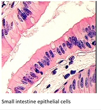 Answered: In Only One Cell, Label The Nucleus,… 