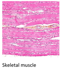 Skeletal muscle
