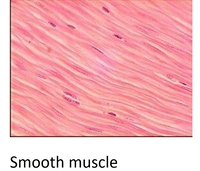 Smooth muscle
