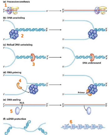 Answered: (a) Processive synthesis 1. (b) DNA… | bartleby