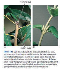 Terminal bud
(A)
Axillary buds
(B)
FIGURE 5-13 (A) In these buds of pistachio, leaves are modified into bud scales,
just as those of prickly pear buds are modified into spines. Bud scales are waterproof
and protective, but they are shed when the bud begins to grow in the spring. There
are buds in the axils of the leaves and a bud at the very tip of the shoot. B) The two
axillary buds of this Viburnum have already begun to grow into branches, and their first
young, expanding leaves are visible. These buds were formed in the spring and started
growing immediately; they did not form dormant buds with bud scales.
