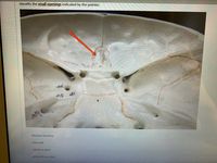 Identify the small openings indicated by the pointer.
45
olfactory foramina
crista galli
cribriform plate
perpendicular plate
