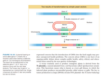 Answered: Redraw Figure 10-23 to include the… | bartleby