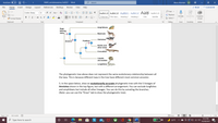 The image features a phylogenetic tree illustrating evolutionary relationships among various animal groups. Here's a detailed transcription and explanation for an educational website:

---

**Phylogenetic Tree Explanation**

The phylogenetic tree presented in the image shows evolutionary relationships among several taxa, focusing on key evolutionary traits. 

1. **Digit-bearing Limbs**: This trait, denoted by label 1, marks the evolutionary split between lungfishes and the rest of the groups.
   
2. **Amnion**: Represented by label 2, this feature distinguishes the amniotes, which include reptiles and mammals, from the amphibians.
   
3. **Feathers**: Indicated by labels 5 and 6, this characteristic separates birds (hawks, ostriches, and other birds) from crocodiles, which are still closely related under the group known as archosaurs.

**Branches and Taxa:**
- From the base (label 1), the first branch leads to lungfishes.
- Following this, a branch leads to amphibians (label 2).
- Another branch diverges to form amniotes (label 3), which further splits into:
  - Mammals.
  - The group of reptiles, first dividing into:
    - Crocodiles.
    - Birds (comprising hawks, other birds, ostriches, as marked by labels 5 and 6).
    - Lizards and snakes.

**Instructions for Reconstructing the Phylogenetic Tree:**
5. In the provided space, you are asked to reconstruct an evolutionarily accurate phylogenetic tree focusing on the five lineages of amniotes shown in the diagram but arranged differently. While lungfishes and amphibians are omitted from this task, all other lineages are included. You are encouraged to rearrange the branches to reflect these evolutionary relationships accurately. (Hint: You can use the "Draw" tab to create the phylogenetic tree.)

**Note**: The phylogenetic tree depicted does not represent the same evolutionary relationship between all taxa, as each taxon in the tree has a different most common ancestor.

--- 

This detailed description will aid learners in understanding evolutionary relationships and constructing accurate phylogenetic trees.