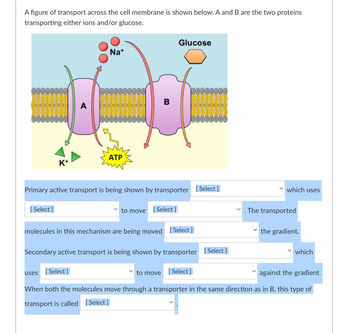 Answered: A Figure Of Transport Across The Cell… 