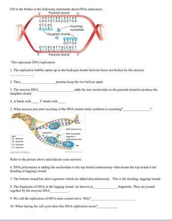 Fill in the blanks in the following statements about DNA replication.
3'
Parental strand
5'
2. Then
3. The enzyme DNA
daughter strand.
4. A binds with
KEY
CAGTGTAACGGTGA
Adenine
Guanine
GTCAC
LLLLL
Cytosine
Thymine
5'
This represents DNA replication.
1. The replication bubble opens up as the hydrogen bonds between bases are broken by the enzyme
Daughter strands
Incoming
nucleotide
GTCACATTGCCACT
GGTGA
Parental strand 3'
C binds with
5. What enzyme prevents recoiling of the DNA strand while synthesis is occurring?
DE
Segment 2
proteins keep the two helixes apart.
adds the new nucleotides to the parental strand to produce the
DNA polymerase
-DNA nucleotide
Segment 1
DNA polymerase
?
Refer to the picture above and indicate your answers.
6. DNA polymerase is adding the nucleotides to the top strand continuously--that means the top strand is the
(leading or lagging) strand.
7. The bottom strand has short segments which are added discontinuously. This is the (leading, lagging) strand.
fragments. They are joined
8. The fragments of DNA in the lagging strand are known as
together by the enzyme DNA
9. We call the replication of DNA semi-conservative. Why?
10. When during the cell cycle does this DNA replication occur?_