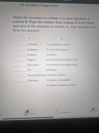 dar
D) Acridine Orange Stain
Match the structures in column A to their functions in
column B. Place the number from column B in the blank
spot next to the structure in column A. One structure will
have two answers.
A
Cell Wall
Endospore
Fimbriae
Flagella
Glycocalyx
Pili
6) Resting
Plasma Membrane 7) Protein synthesis
Ribosomes
B
To Do
1) Attachment to surface
2) Cell wall formation
3) Motility
4) Protection from osmotic lysis
5) Protection from phagocytosis
8) Selective permeability
9) Transfer of genetic material
Notifications