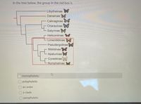 In the tree below, the group in the red box is
Libytheinae
Danainae
Calinaginae
Charaxinae
Satyrinae
Heliconiinae
L Limenitidinae
Pseudergolinae
Biblidinae
Apaturinae
Cyrestinae
Nymphalinae
monophyletic
polyphyletic
an order
a clade
paraphyletic
