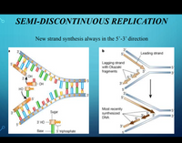 SEMI-DISCONTINUOUS REPLICATION
New strand synthesis always in the 5'-3’ direction
a
Leading strand
Lagging strand
with Okazaki
OH
fragments
15
13'
05
S.3
OH
HOoo
3.
Sugar
Most recently
synthesized
DNA
15'
5h
3
3' HO
3%
13'
Base
5' triphosphate
