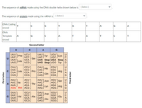 The sequence of MRNA made using the DNA double helix shown below is ( Select )
The sequence of protein made using the MRNA is ( Select)
DNA Coding
strand
DNA
Template
strand
G
T
A
T
A
G
A
A
Ic
T
A
T
C
Second letter
U
UUU
UUC J
UUA
UUG
UCU
UC
UCA
UCG)
UAU
fTyr
UGU1
UGCJ
Phe
UACJ
Ser
UAA Stop UGA Stop A
UAG Stop UGG Trp G
Leu
CUU
CỤC
CUA
CUG
CCU
ССС
CCA
CCG
CAU
His
CAC.
CGU)
CGC
Arg
U
Leu
Pro
CAA Gin
CAGS
CGA
CGG
AUU
AAU Asn
ACU
AGU
AGC
Ser
AUC Fle
A
AUA
ACC
ACA
AAC
Thr
AAA
AGA Arg
AGG,
Lys
AUG Met ACG
AAGS
GUU
GCU
GAU)
Asp
GGU)
GGC
GỤC
Val
GUA
GCC
Ala
GCA
GAC
GAA
Glu
GAG.
Gly
GGA
A
GUG
GCG
GGGJ
First letter
Third letter
>
