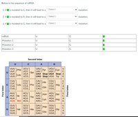 Below is the sequence of MRNA.
1. if U is mutated to C, then it will lead to a
[ Select )
mutation.
2. if U is mutated to A, then it will lead to a ( Select )
mutation.
3. if U is mutated to G, then it will lead to a ( Select)
mutation.
MRNA
G
Mutation 1
G
Mutation 2
Mutation 3
Second letter
A
G
UU*
Phe
UUC
UCU)
UCC
UCA
UAU
Tyr
UACS
UGU cys
UGC
Ser
UAA Stop UGA Stop
UAG Stop UGG Trp G
UUA
UUG Leu
UCG
CUU
CAU
His
CAC
CGU
CGC
CUC
CUA
CUG
CCU
ССС
CCA
CG
Leu
Pro
Arg
САА
CGA
Gln
CAG,
CGGJ
AAU Asn
AGUser
AGC
AUU
AUC Fle
AUA
AUG Met ACG
ACU
ACC
AAC
Thr
ACA
AAGLYS AGA TArg
GCU
GCC
GCA
GCG
GAU
Asp
GAC.
GUU
GUC
Val
GUA
GGU)
GGC
Gly
Ala
GAA
Glu
GAG,
GGA
GUG
GGG
Third letter
DUAG
PUAG
DUAG
PUAG
First letter
