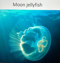 Answered: Specimen: Moon Jellyfish (Aurelia)… | bartleby