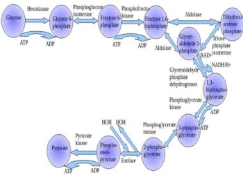 Glucose
Hexokinase
ATP
Glucose 6-
phosphate
ADP
Phosphoglucose
isomerase
Pyruvate
ATP
Pyruvate
kinase
ADP
Phosphofructo
Fructose 6-kinase
phosphate
ATP
HOH HOH
Phospho-
enol-
pyruvate Enolase
Fructose 1,6
biphosphate
ADP
Aldolase
Aldolase
2-phospho
glycerate
Glycer-
aldehyde 3-
phosphate
Triose
phosphate
NAD+isomerase
NADH/H+
Glyceraldehyde
phosphate
dehydrogenase 1,3-
Dihydroxi
acetone
phosphate
Phosphoglycerate 3-phospho-ATP
mutase
glycerate
biphospho-
Phosphoglycerate glycerate
kinase
ADP